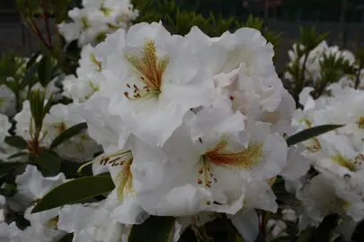 Rhododendron 'White Gold' flowers.