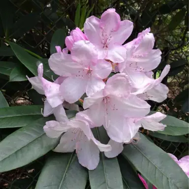 rhododendron-white-pearl-