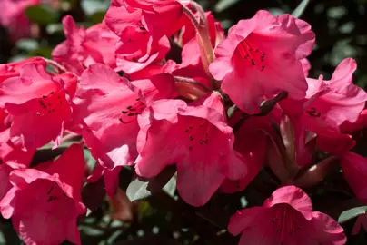 Rhododendron 'Winsome' rose-pink flowers.