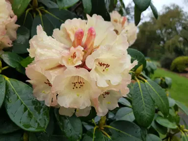 Rhododendron 'Yellow Moon' soft-yellow flowers.