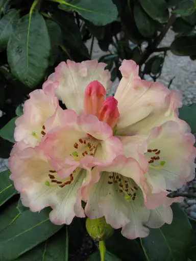 Rhododendron 'Yellow Moon' soft-yellow flowers.