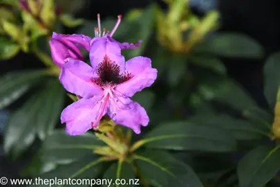 rhododendron-bumblebee-