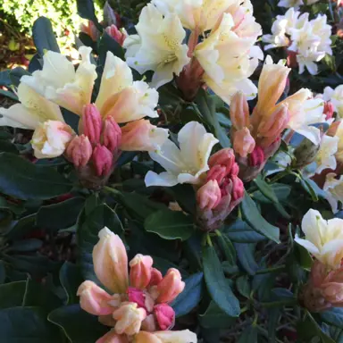 rhododendron-buna-