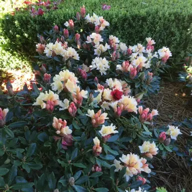 rhododendron-buna-2