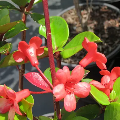 rhododendron-little-devil-