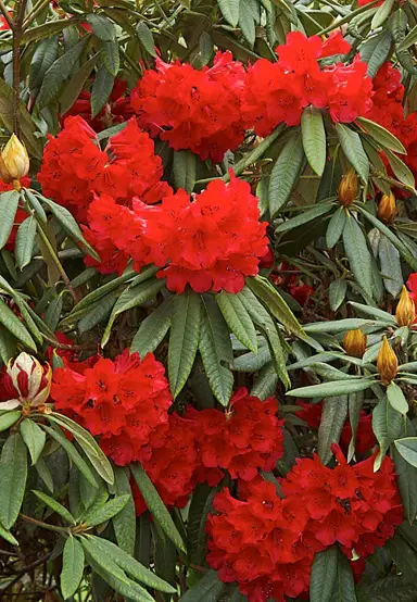 rhododendron-scarlet-king-