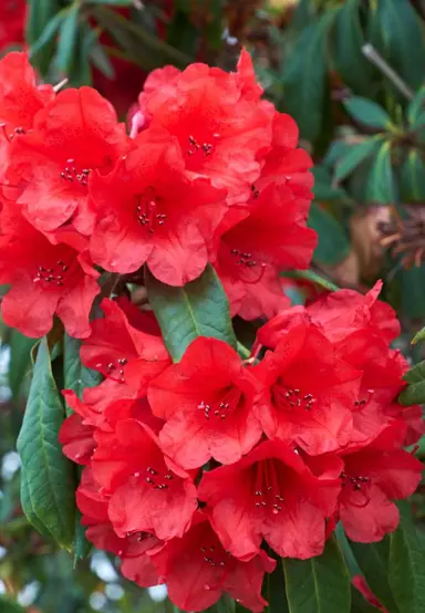 rhododendron-scarlet-king-1