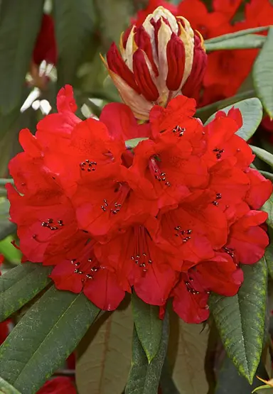 rhododendron-scarlet-king-2