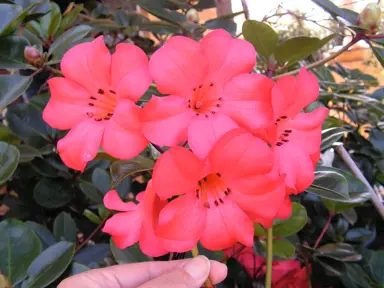 rhododendron-coral-flare-