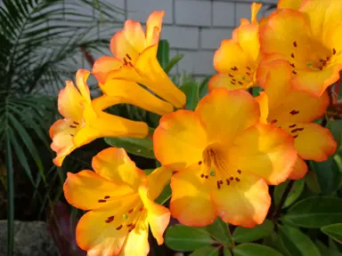 rhododendron-haloed-gold-1