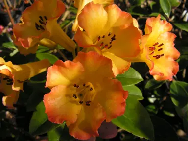 rhododendron-haloed-gold-2