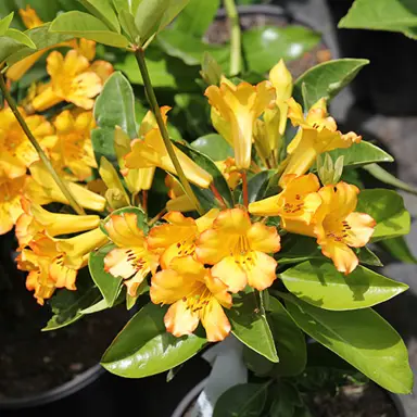 rhododendron-haloed-gold-3