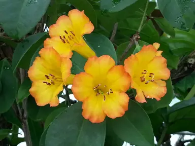 rhododendron-haloed-gold-4