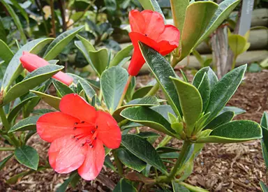 rhododendron-jimmy-cricket-