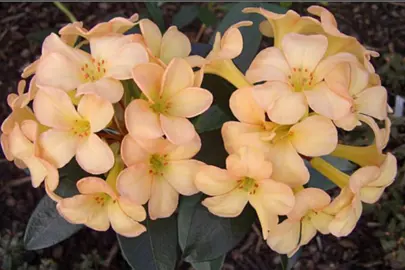 rhododendron-just-peachy-