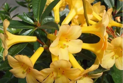 rhododendron-just-peachy-3