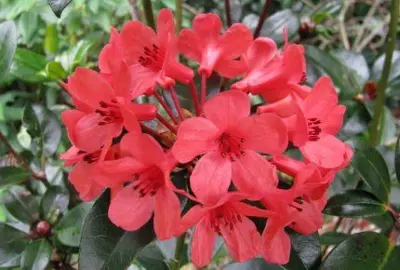 rhododendron-robs-favourite-