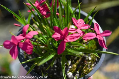 rhodohypoxis-milloides-claret--2