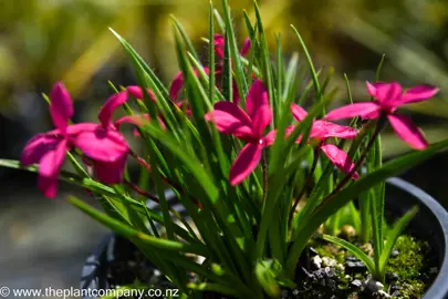 rhodohypoxis-milloides-claret--3