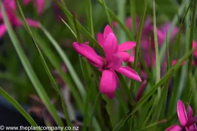 rhodohypoxis-milloides-claret--4