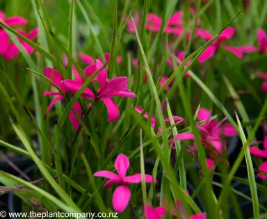 rhodohypoxis-milloides-claret--5