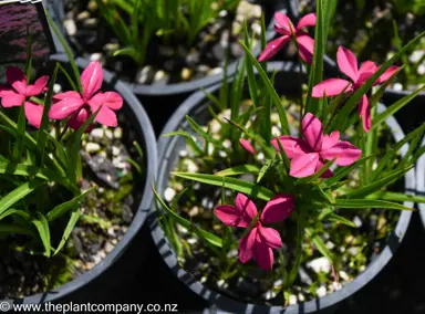 rhodohypoxis-milloides-claret-