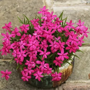 Rhodohypoxis Pink' with pink flowers growing in a pot.