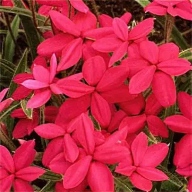 Rhodohypoxis 'Tetra Red' flowers.