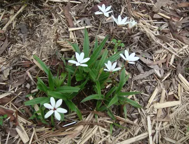 Rhodohypoxis 'White' plant with white flowers.