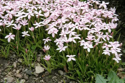 rhodohypoxis-baurii-