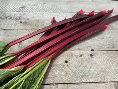 Rhubarb 'Crimson Sunrise' red stems.