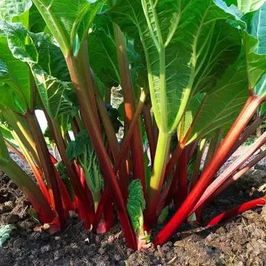 rhubarb-victoria-