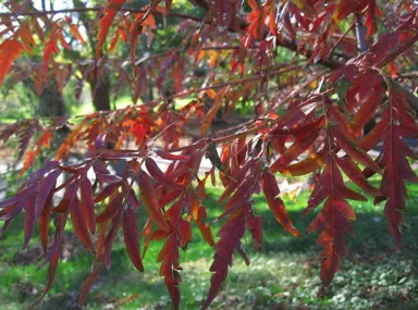 Rhus glabra 'Laciniata' red foliage.