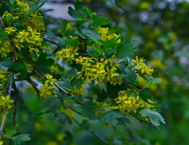 Ribes aureum yellow flowers and dark green foliage.