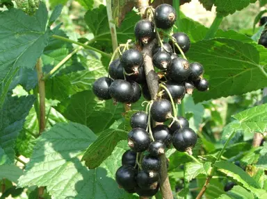 ribes-black-magnus-2