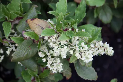 Ribes laurifolium white flowers and green foliage.