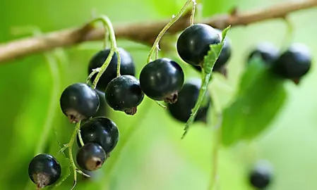 Ribes nigrum black berries.