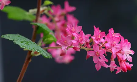 Ribes sanguineum pink flowers.