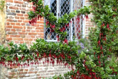 Ribes speciosum plant with masses of red flowers.