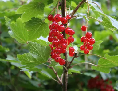 ribes-rubrum-