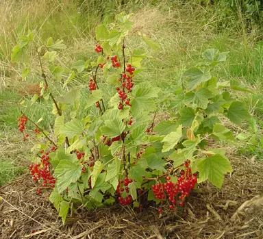 ribes-rubrum-1