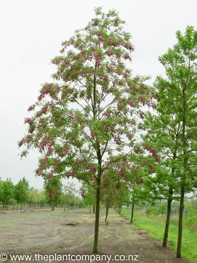 robinia-casque-rouge-1