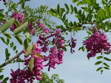 robinia-casque-rouge-2