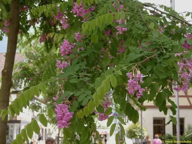 robinia-casque-rouge-3