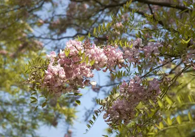 robinia-hillieri-1