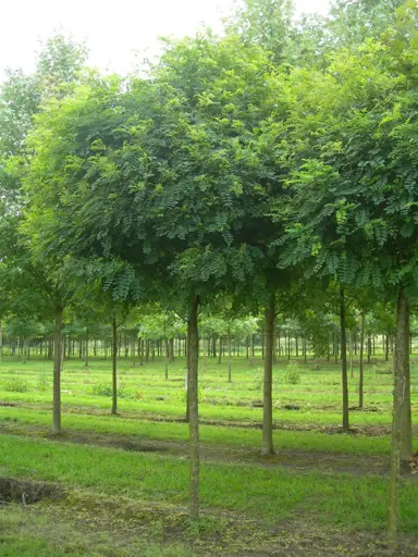 robinia-umbraculifera-