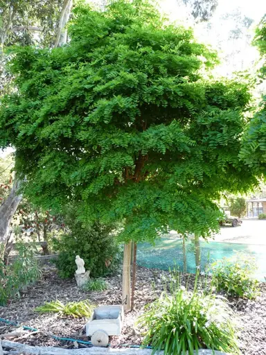 robinia-umbraculifera-1