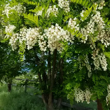 robinia-umbraculifera-3