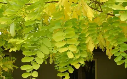 robinia-tropical-splash-