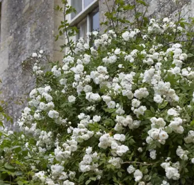 Rosa banksiae alba plena plant with masses of white flowers.